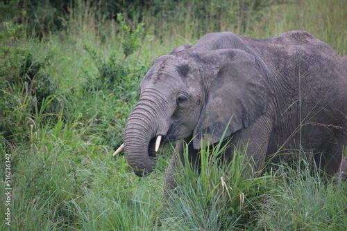 elephant eating