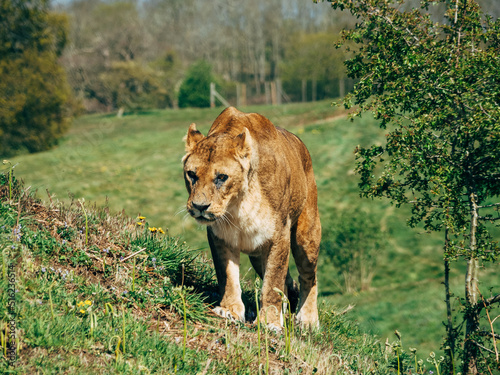 Canvas Print lion in the wild