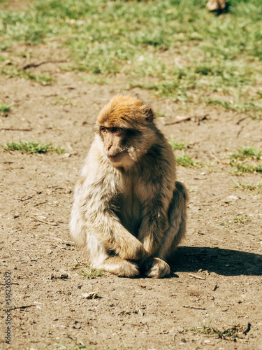 macaque sitting on the ground