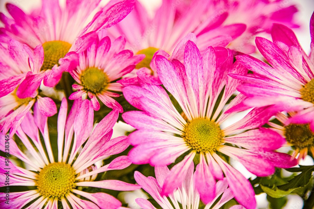 pink and white chrysanthemums
