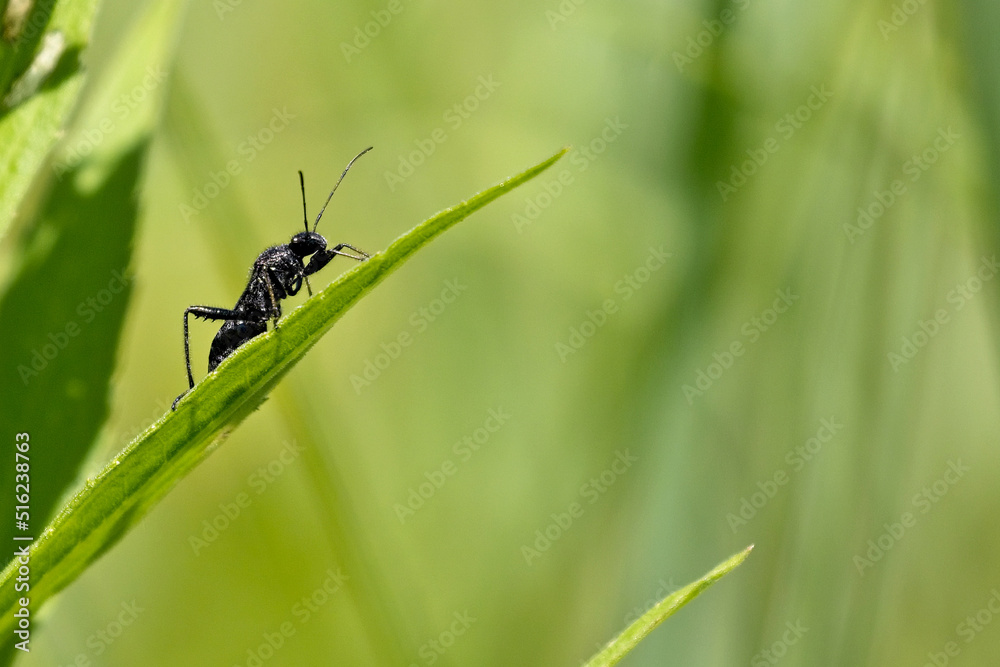 Naklejka premium 20220710 A1R_7531 White-Winged March Fly