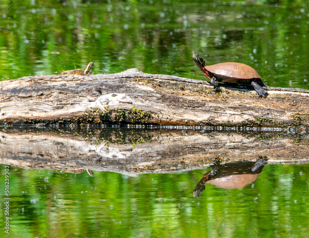 Fototapeta premium turtle in the pond