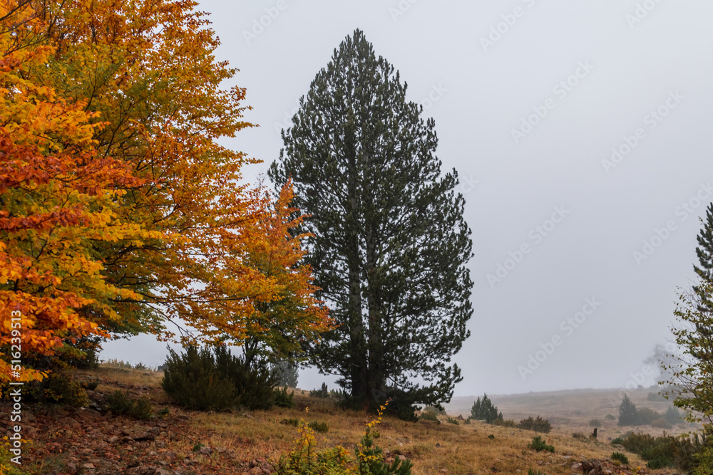 Fototapeta premium tree in autumn