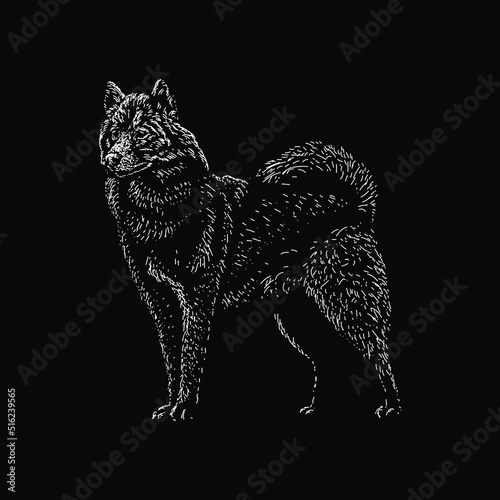 Canadian Eskimo Dog hand drawing vector illustration isolated on black background