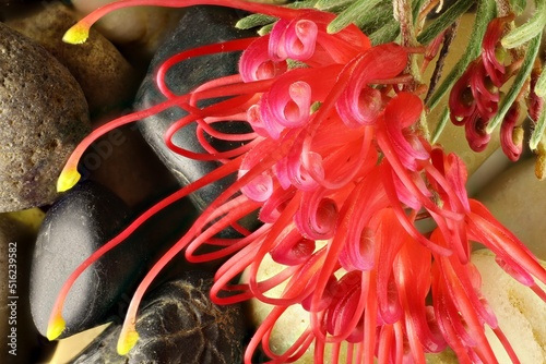Quadro em tela Grevillea preissii inflorescence on stem growing over river stones