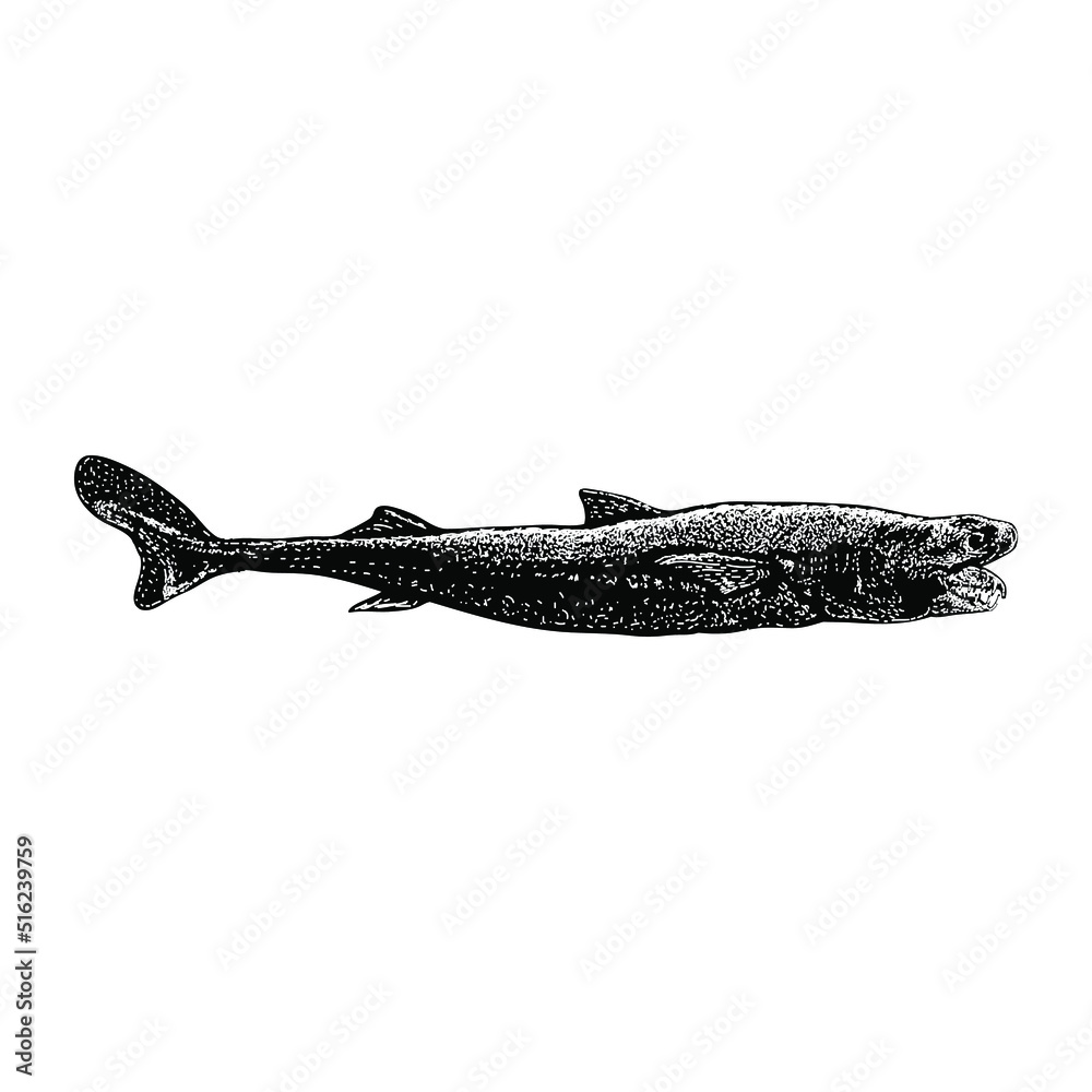 viper dogfish hand drawing vector illustration isolated on background ...