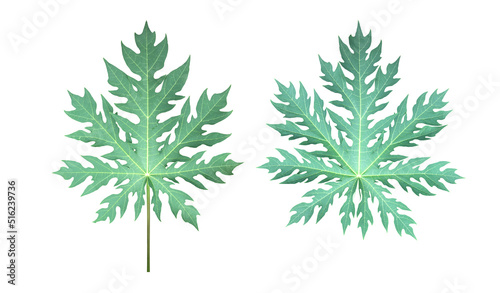 Isolated a single fresh papaya leaf with clipping paths. 