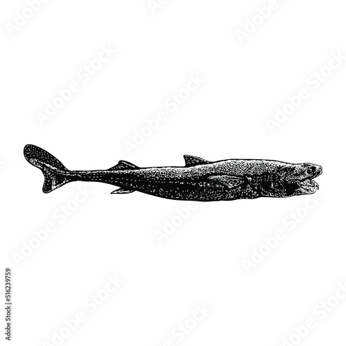 viper dogfish hand drawing vector illustration isolated on background