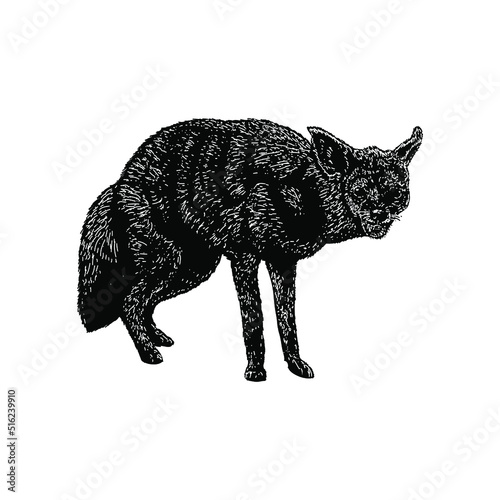 Aardwolf hand drawing vector illustration isolated on background