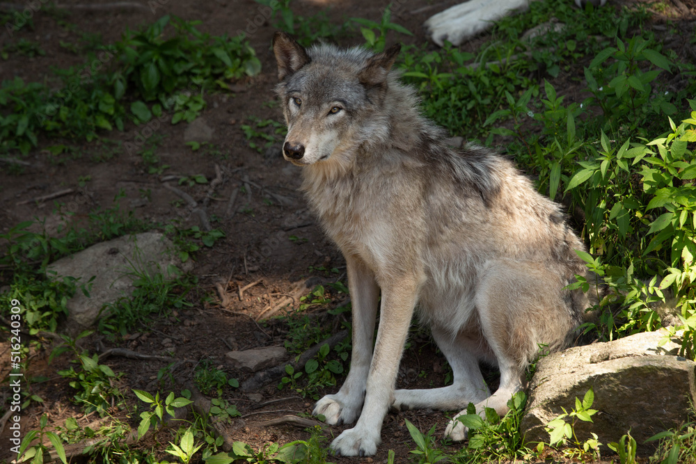 Portrait of a female grey wolf sitting in a shaded spot of the forest. It is summer and the weather is hot