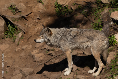 Photo of a female wild grey wolf standing on sandy rocks. It is a sunny summer day. photo