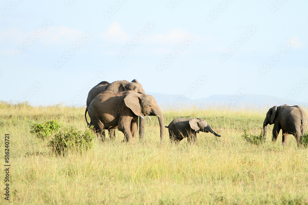 Elephant Family in Kenya