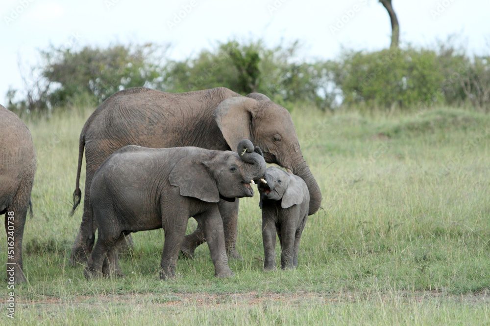 Fototapeta premium Playful Elephants