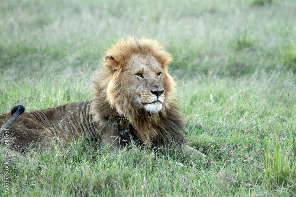 Lion Resting in Grass Observing
