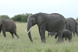 Long Elephant Trunk