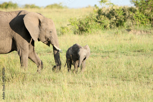 Parent and Child Elephants