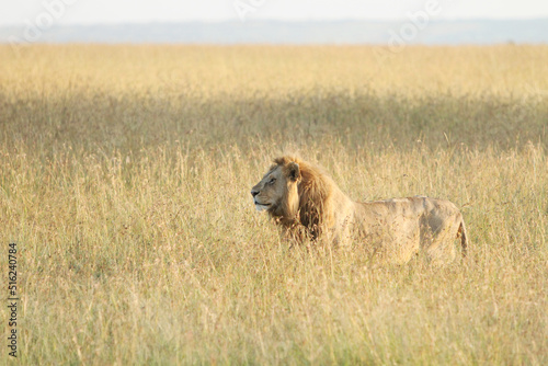 Lion Walking Left