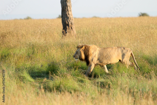 Εκτύπωση καμβά Lion Walking by the Tree