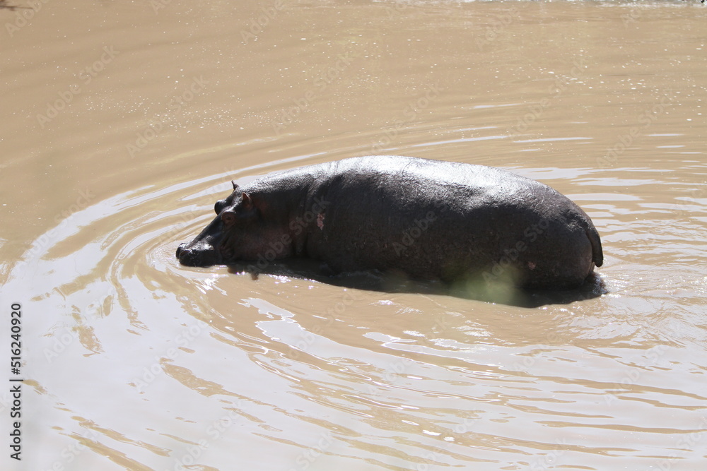 Fototapeta premium Hippo Swimming