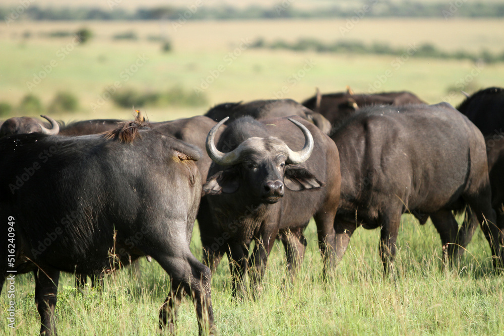 Buffalo Herd