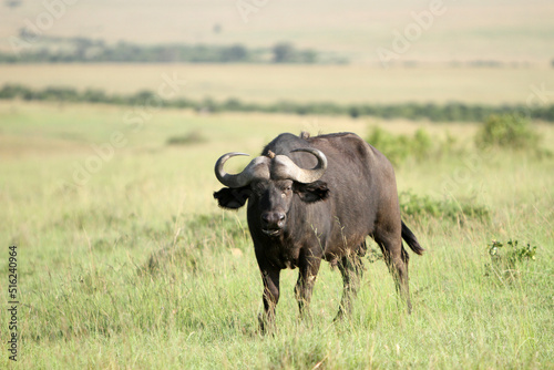 Buffalo Stare