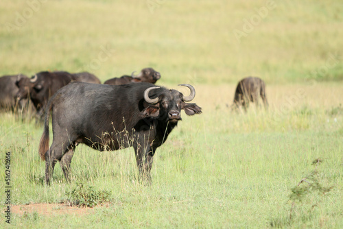 Buffalos in the Field