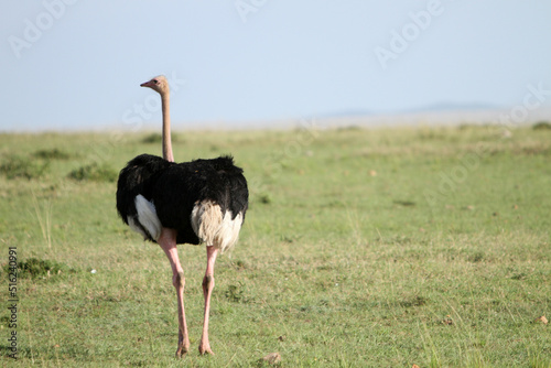 Ostrich in the Field