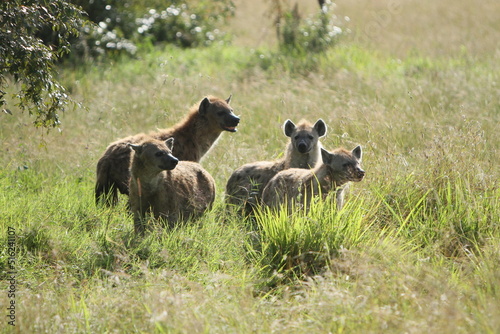 Pack of Hyenas looking for food