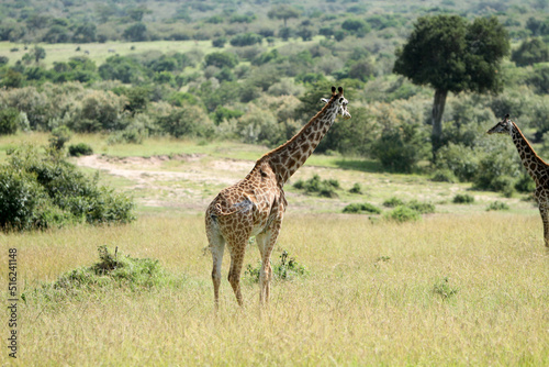 giraffe walking in wild