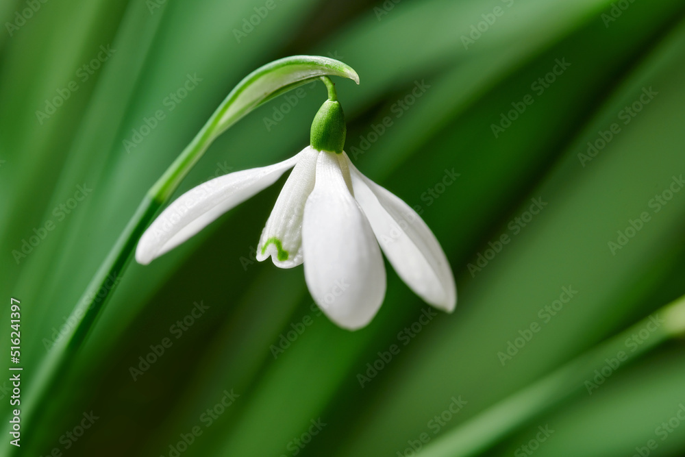 Closeup of a white common snowdrop flower growing against a green copy space background in a remote field. Galanthus nivalis blossoming, blooming and flowering in a meadow or home backyard garden Closeup of a white common snowdrop flower growing against a green copy space background in a remote field. Galanthus nivalis blossoming, blooming and flowering in a meadow or home backyard garden