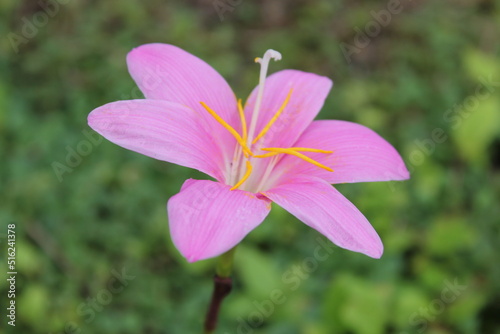 一輪のサフランモドキの花