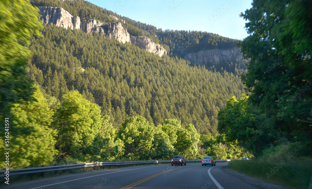 Pine trees and lovely nature scenic way, Logan Canyon, Utah