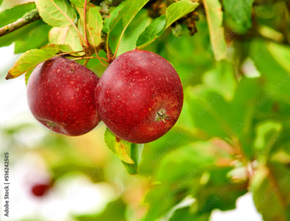Closeup of two red apples growing on green apple tree with bokeh copy space background on sustainable orchard farm in remote countryside. Farming fresh, healthy snack fruit for nutrition and vitamins Closeup of two red apples growing on green apple tree with bokeh copy space background on sustainable orchard farm in remote countryside. Farming fresh, healthy snack fruit for nutrition and vitamins
