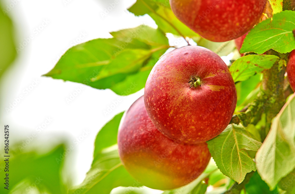 Closeup of many red apples growing on an apple tree branch in summer with copyspace. Fruit hanging from an orchard farm tree with bokeh. Sustainable organic agriculture in the peaceful countryside