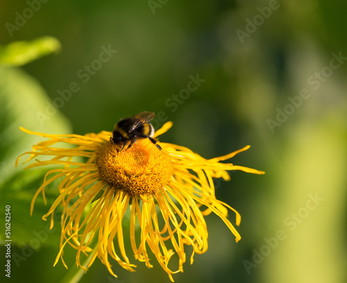 Closeup of a honey bee landing on a Horse Yellowhead in a green garden in with a blurry background and bokeh. Macro details of soft flowers in harmony with nature  tranquil wild flower quiet backyard