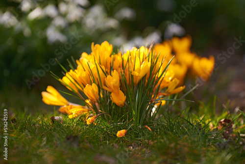 Yellow crocus flowers growing in a garden or forest meadow outside in the sun. Closeup of a beautiful bunch of flowering mammoth plants with vibrant petals blossoming in nature during spring