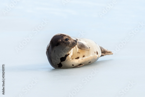 A large grey harp seal or harbour seal on white snow and ice looking upward with a sad face. The wild gray seal has long whiskers, light fur or skin, dark eyes, spotted fur and heart shaped nose.  