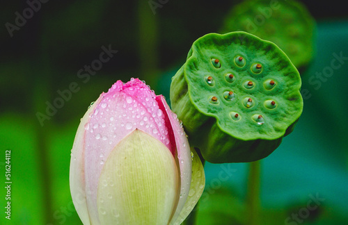 a lotus bud next to a lotus seed pod