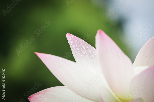 selective focus on raindrops on petal © Stephanie