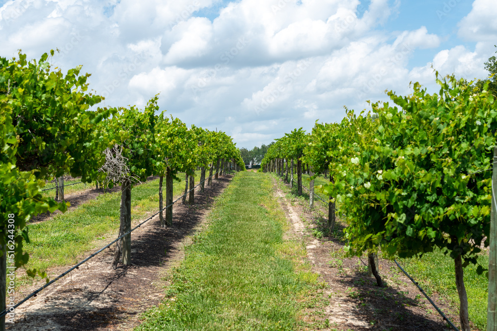 Rows of grapevines, trees, and cultivated plants on trellises. The farmlands' spring crop is a green grape for wine production. Between each row of vines are rows of green grass. The sky is cloudy.