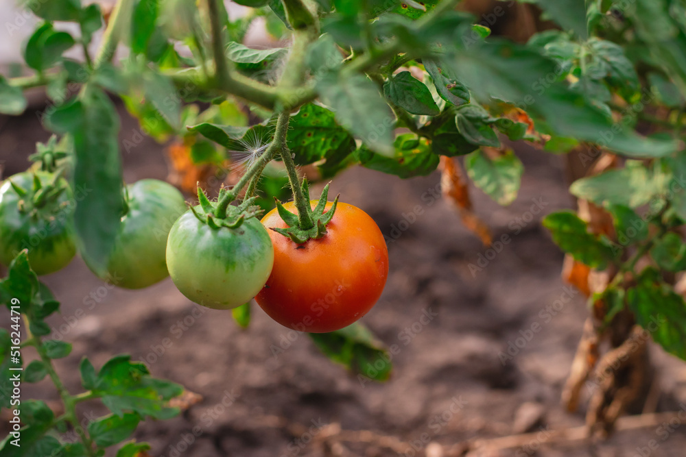 red tomatoes growing in a vegetable garden on a bright sunny summer day