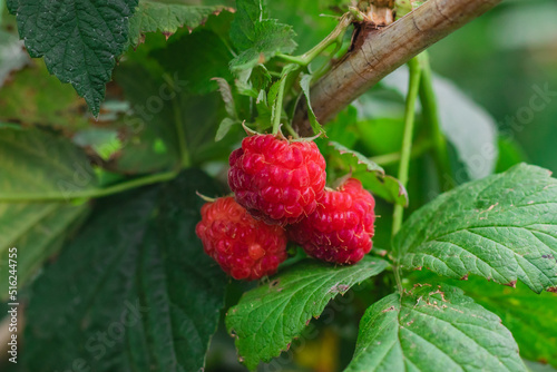 Lovely small bright red raspberries growing in summer in the vegetable garden