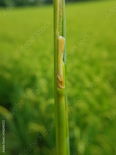 Larva of rice stemborer  in Viet Nam. photo