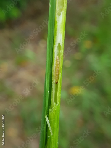 Larva of rice stemborer in Viet Nam.