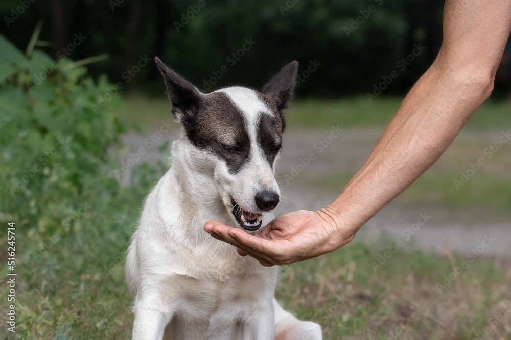 A man feeds a stray dog in a park. The concept of helping homeless animals.