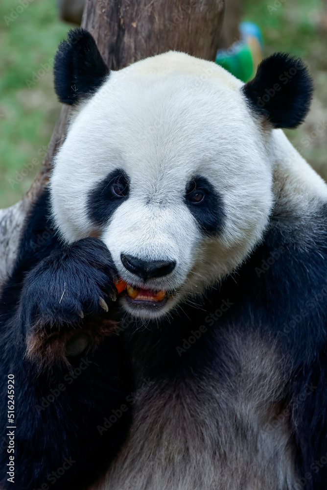 Giant pandas eating their food