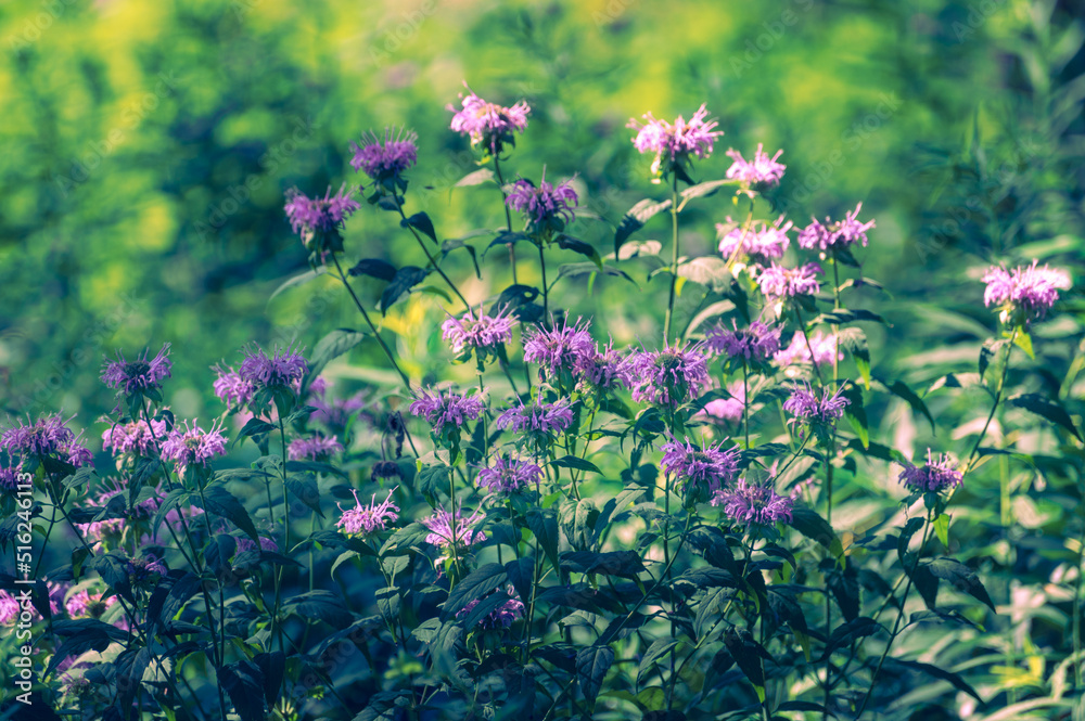 flower, monarda, pollinate, pollinator, prairie, native plant, native flower, meadow, woodlands, woods, savanna, summer, pink, flowers, flora, green, foliage, petals, wings, beautiful, flying, flower, monarda, pollinate, pollinator, prairie, native plant, native flower, meadow, woodlands, woods, savanna, summer, pink, flowers, flora, green, foliage, petals, wings, beautiful, flying,