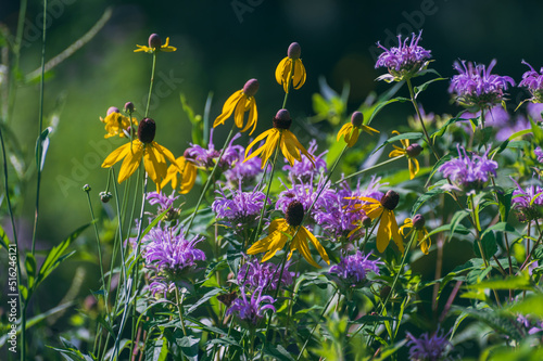 Yellow and purple prairie wildflowers 