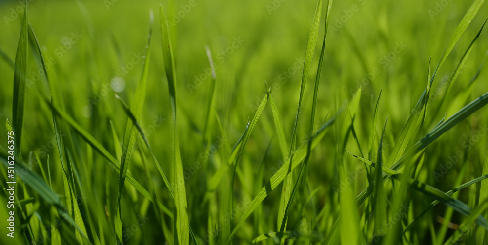 Plant organic texture. Grass. Fresh green spring grass with dew drops. Plant organic texture. Grass. Fresh green spring grass with dew drops.