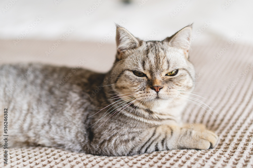 Scottish Straight Cute Cat Portrait. Happy Pet. Gray Scottish Straight cat sleeping. Portrait of a beautiful cat